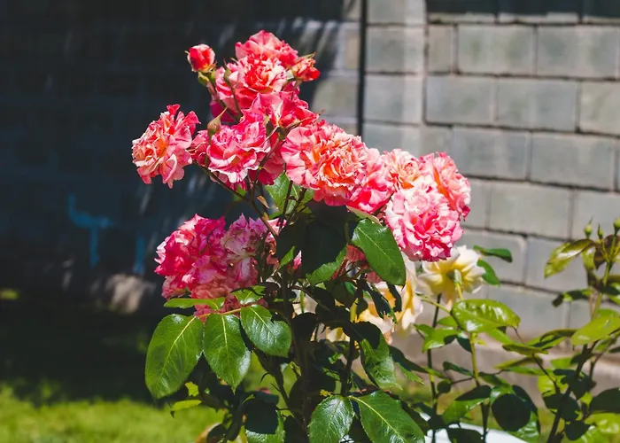 Hébergement de vacances Kristi Houses Krapets (Dobrich)